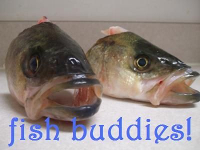 [Image: Fishbuddies.jpg]