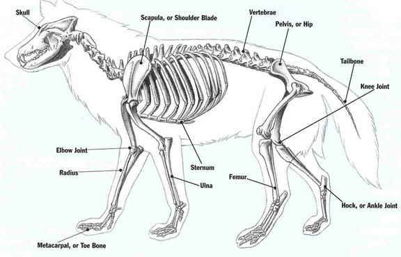 wolf-skeleton.jpg