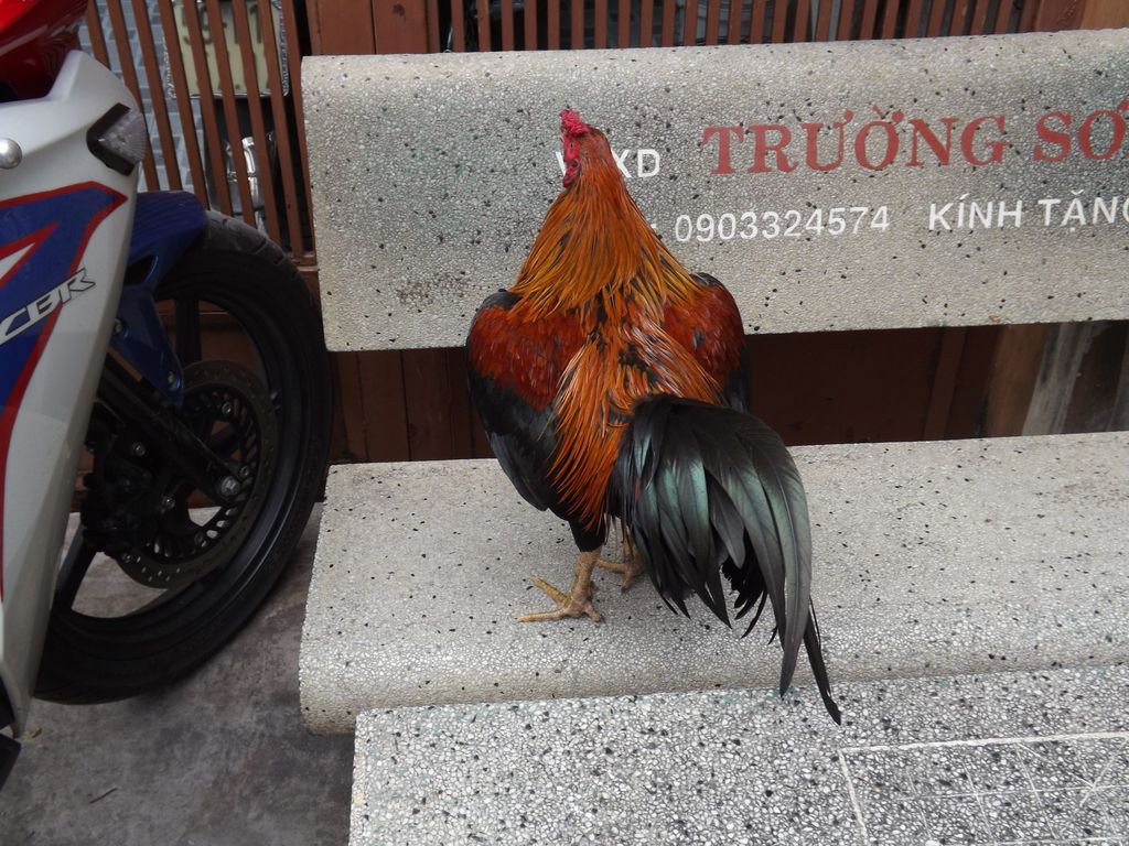Gà tre đá tiền - 5