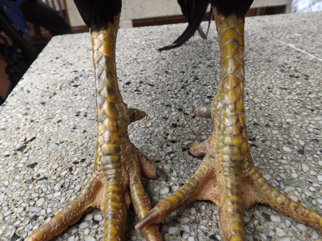 Gà tre đá tiền - 10