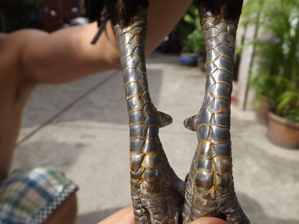 Gà tre đá tiền - 19