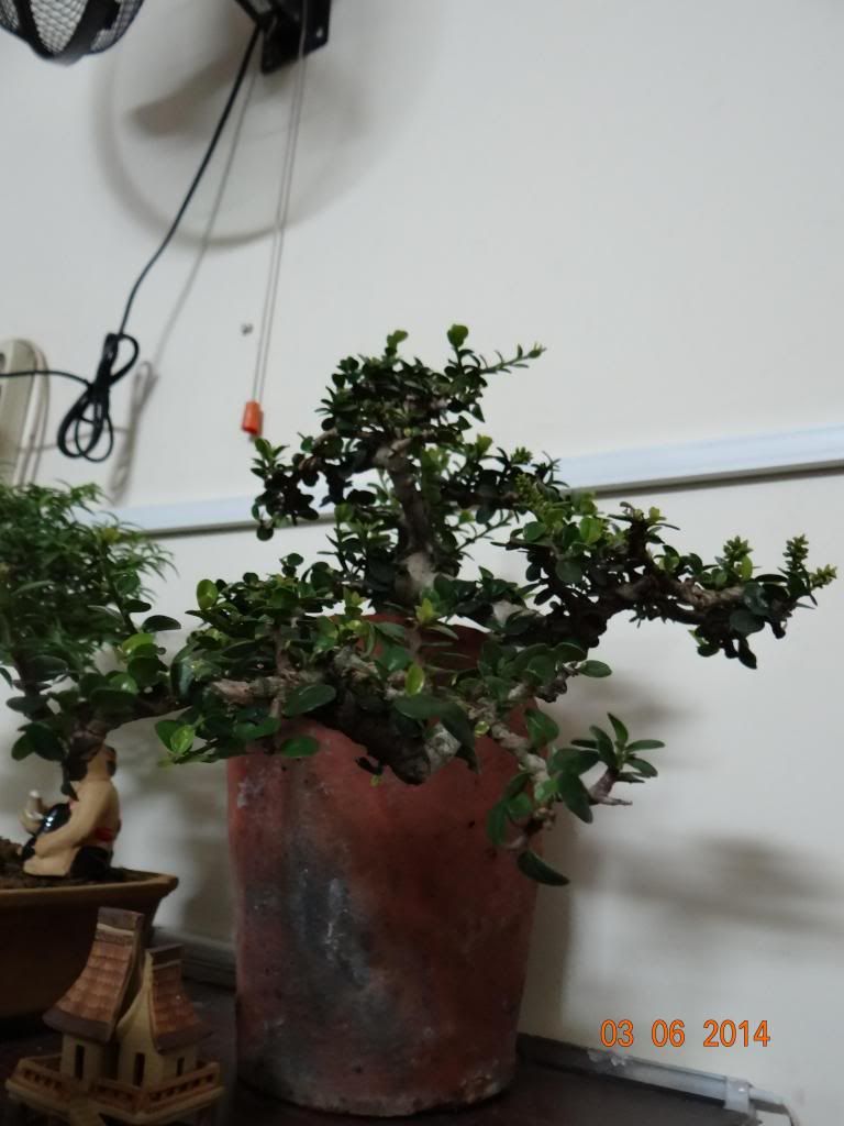 bonsai_tiểu cảnh bonsai cần bán - 1