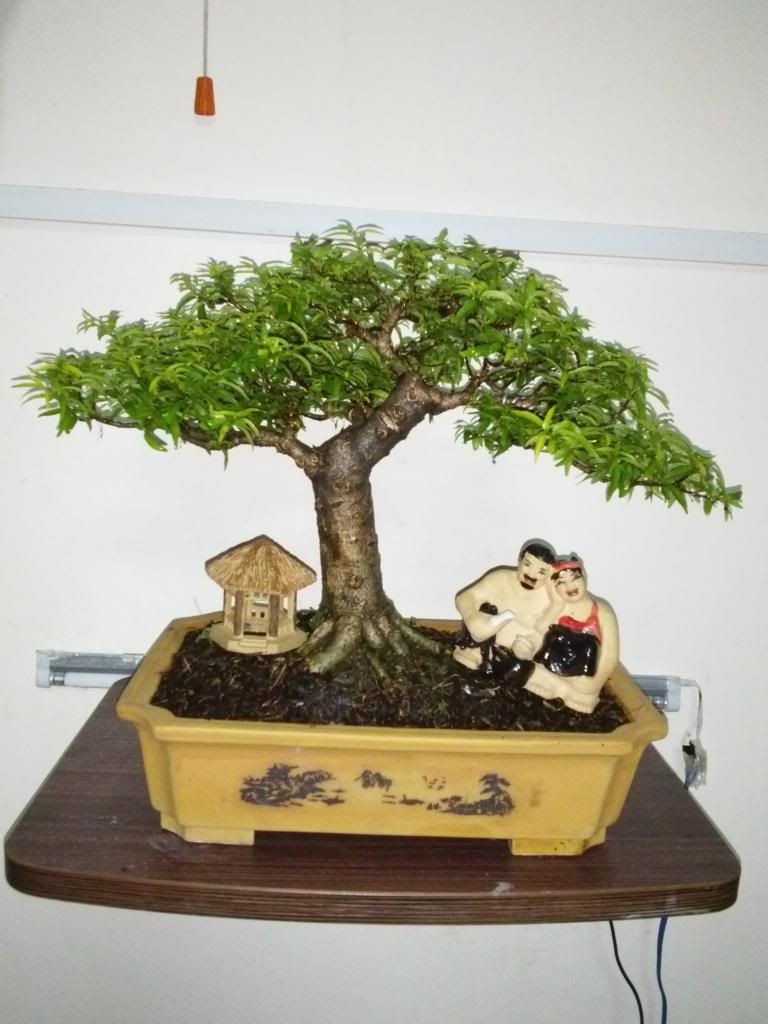 bonsai_tiểu cảnh bonsai cần bán - 3