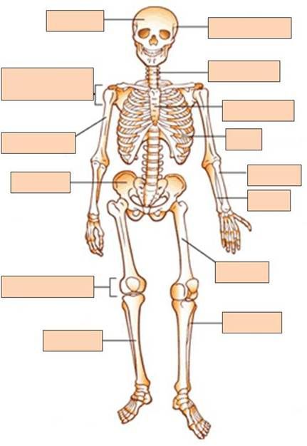 6th-grade-skeletal-system-quiz-by-multiteach