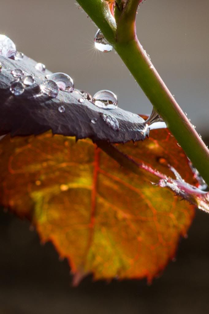 IMAGE: http://i1263.photobucket.com/albums/ii637/pilot6787/1DXL8022.jpg