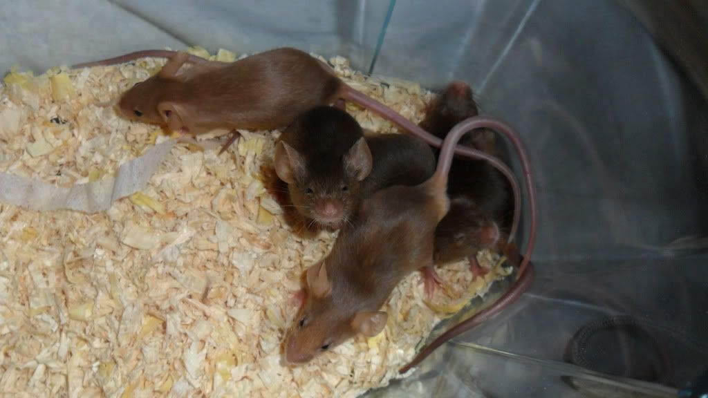 Fancy Mice Breeders • View topic FOR SALEMice Kent