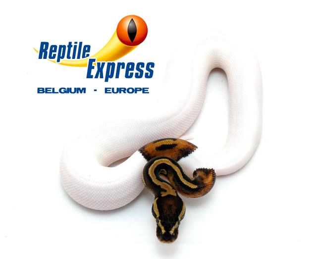 Europe Python regius enchi calico piebald .. Reptile Forums