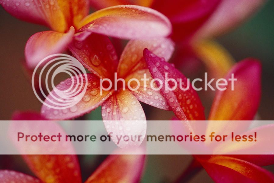 photo plumeria-flowers-ron-dahlquist_zpscdba9886.jpg